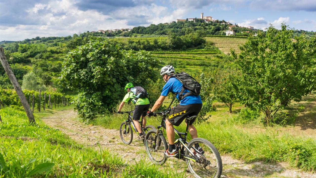 Cycling Through Vineyards
