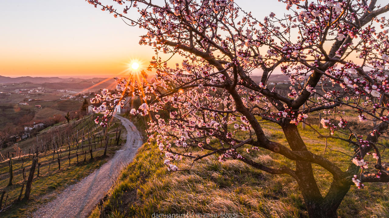 Brda Blossoming Spring 2